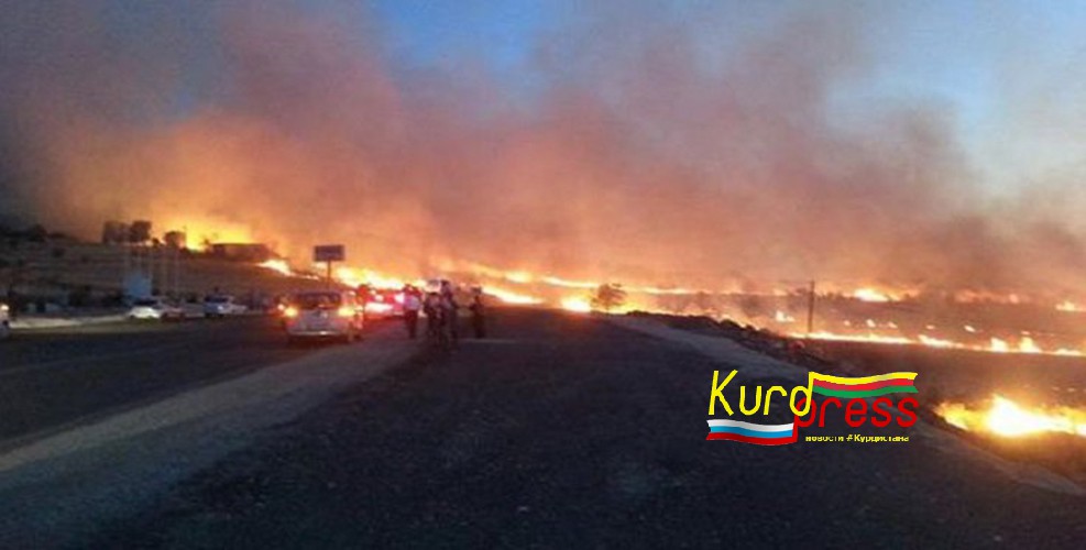 Турецкая армия сожгла 50 гектаров леса в провинции Амед