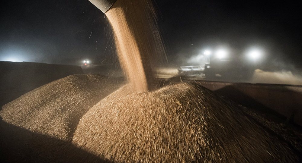 Турция ввела ограничения на импорт пшеницы из России