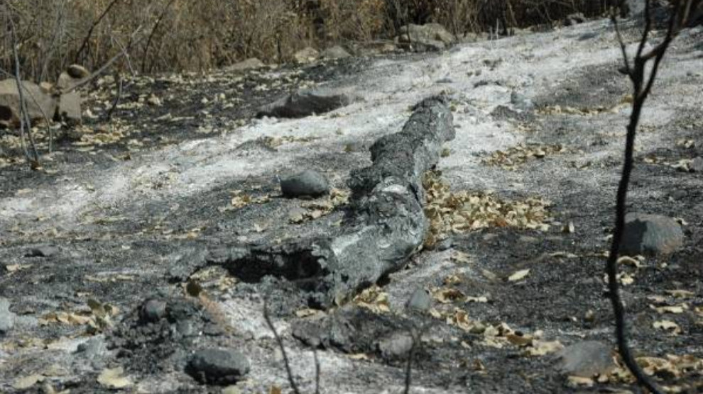 Турецкие войска разрушают природу Курдистана