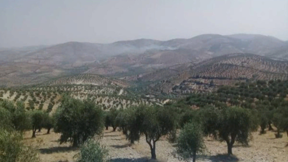 Оккупационные войска вырубили 5000 деревьев в Африне
