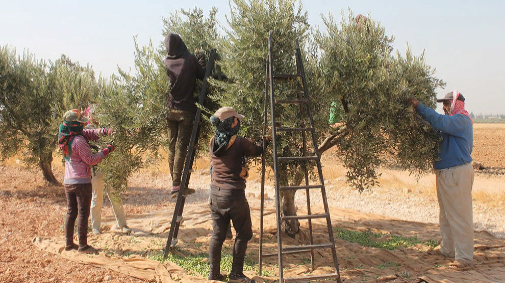 Рискуя жизнью, люди стараются собрать урожай оливок