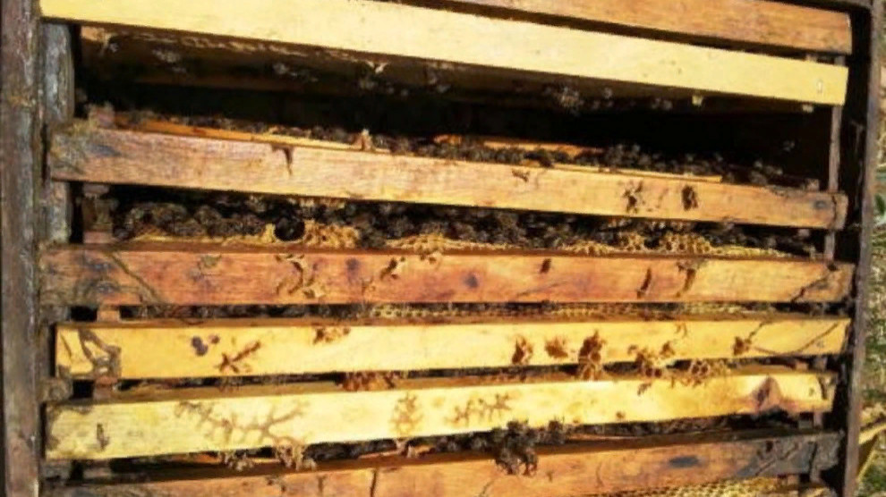 Массовая гибель пчел в Хаккари