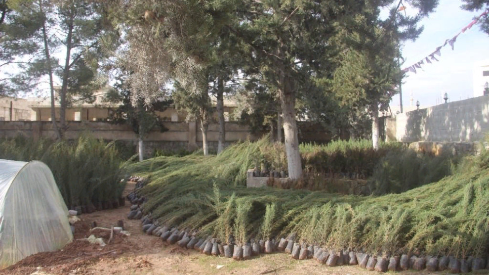 Проекты по посадке деревьев в Кобани