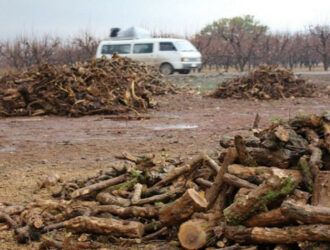 Протурецкие боевики вырубили 100 оливковых деревьев в Африне