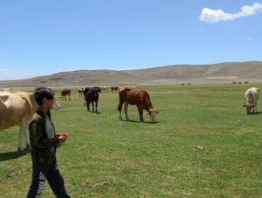 Дети в курдских провинциях работают пастухами, чтобы прокормить свои семьи