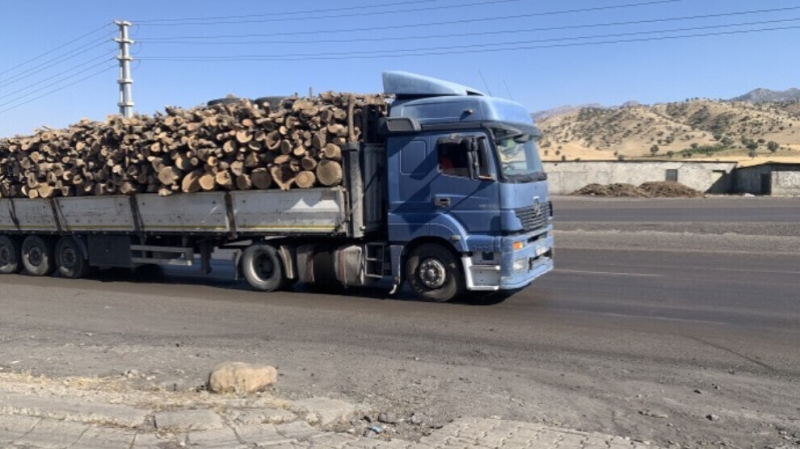 Турция ускорила вырубку деревьев в Ширнаке