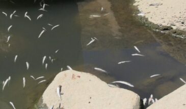 Гидроэлектростанции и плотины уничтожают природную среду озера Ван