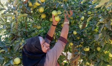Женщины на яблочных плантациях Урмии требуют равноправия