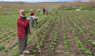 Работницы садов Хевсель трудятся по девять часов в сутки, но не могут заработать на жизнь