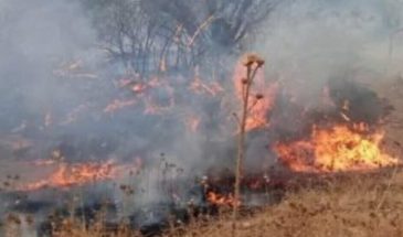 Природа Ирана и Восточного Курдистана находится под угрозой уничтожения
