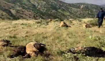 Сельская стража уничтожила 100 овец и угрожала пастуху в Хизане