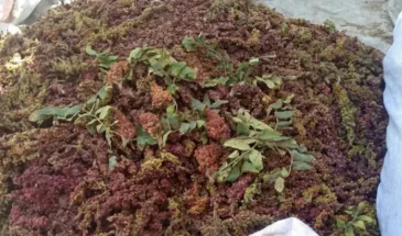 В Африне начался сезон сбора урожая сумаха