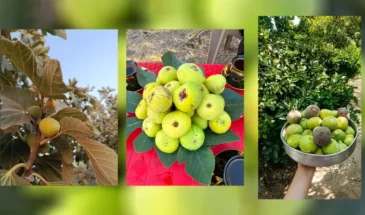 В Африне начался сезон сбора урожая инжира