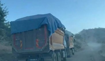 Тонны спиленных деревьев вывозят из Бесты грузовиками