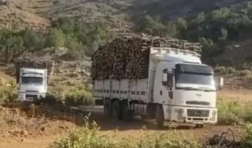 Турецкие компании наращивают темпы вырубки деревьев в Бехдинане